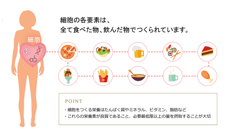 細胞の各要素は、全て食べた物、飲んだ物でつくられています。